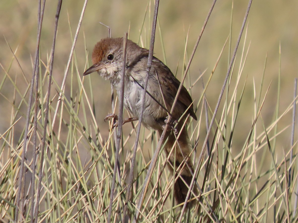Spinifexbird - ML638782206