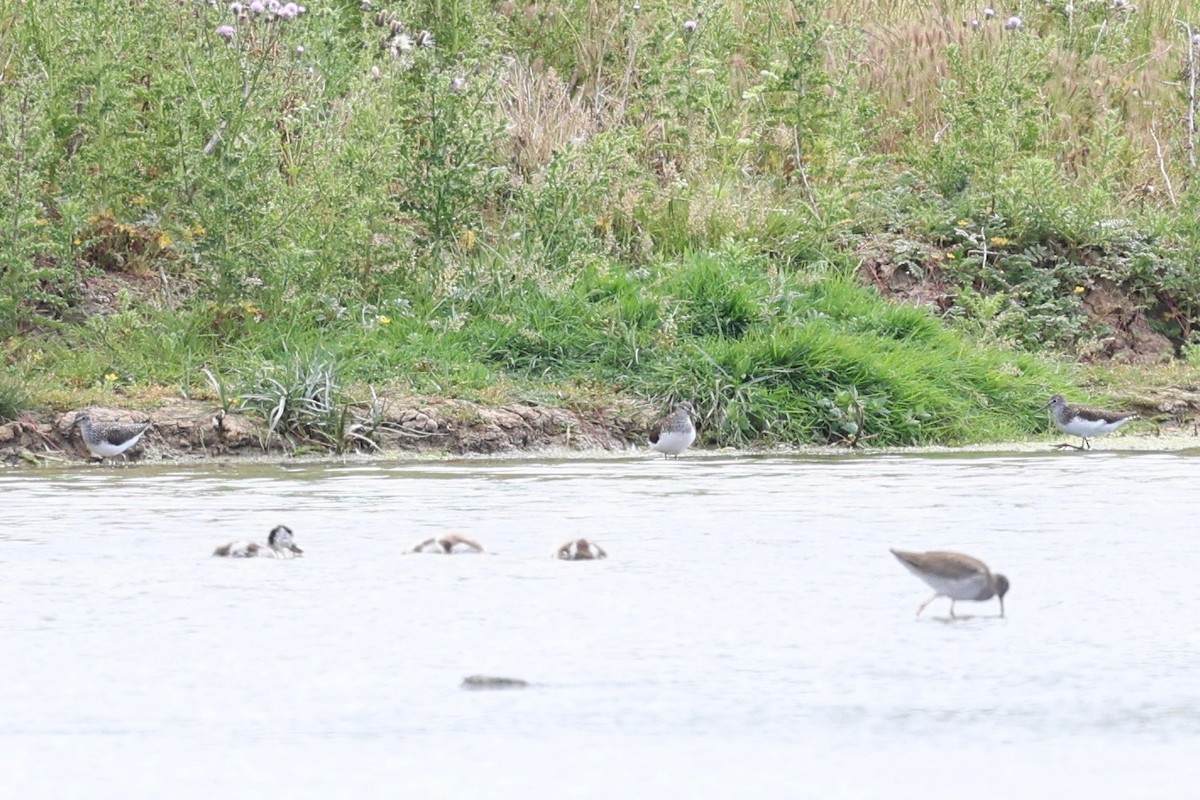 Green Sandpiper - ML638782209