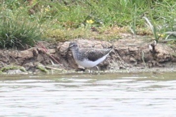 Green Sandpiper - ML638782210