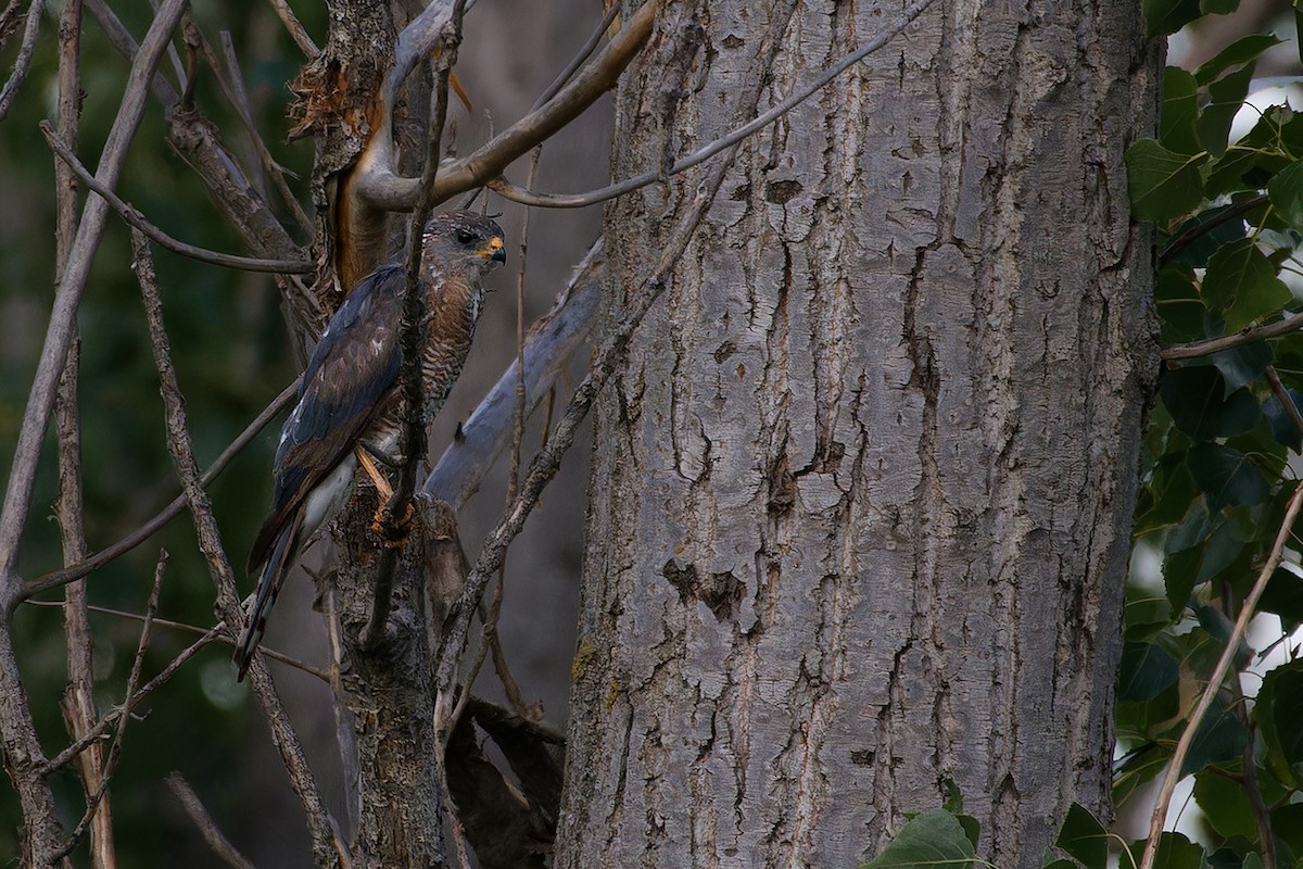 Levant Sparrowhawk - ML638782211