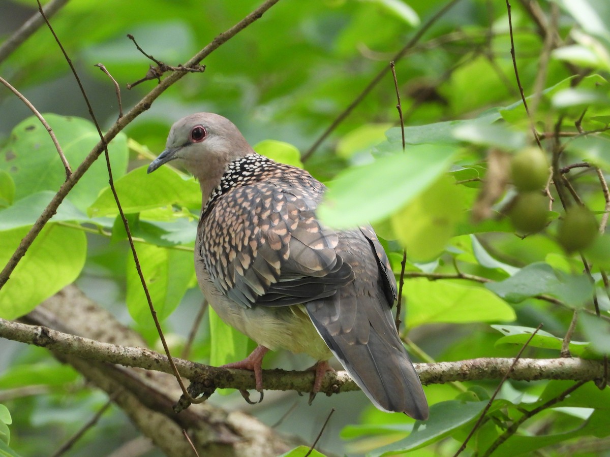 Spotted Dove - ML638782212