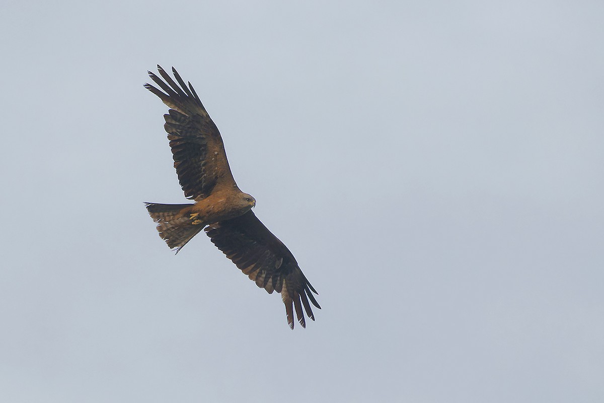 Black Kite - ML638782213