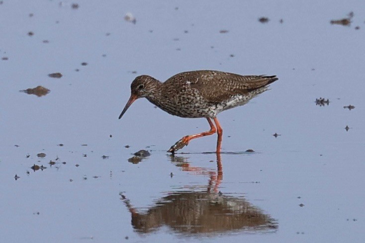 Common Redshank - ML638782215