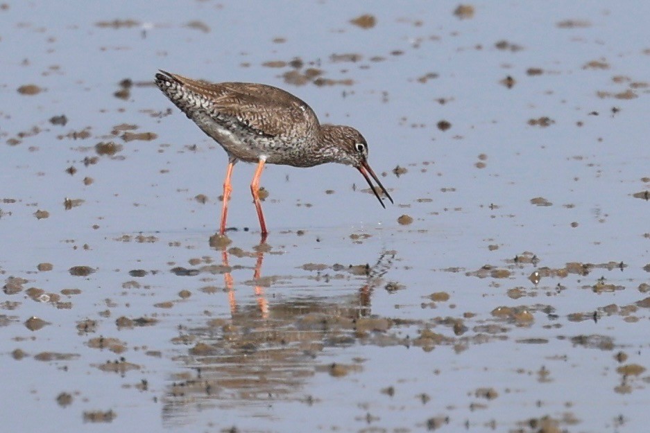 Common Redshank - ML638782216