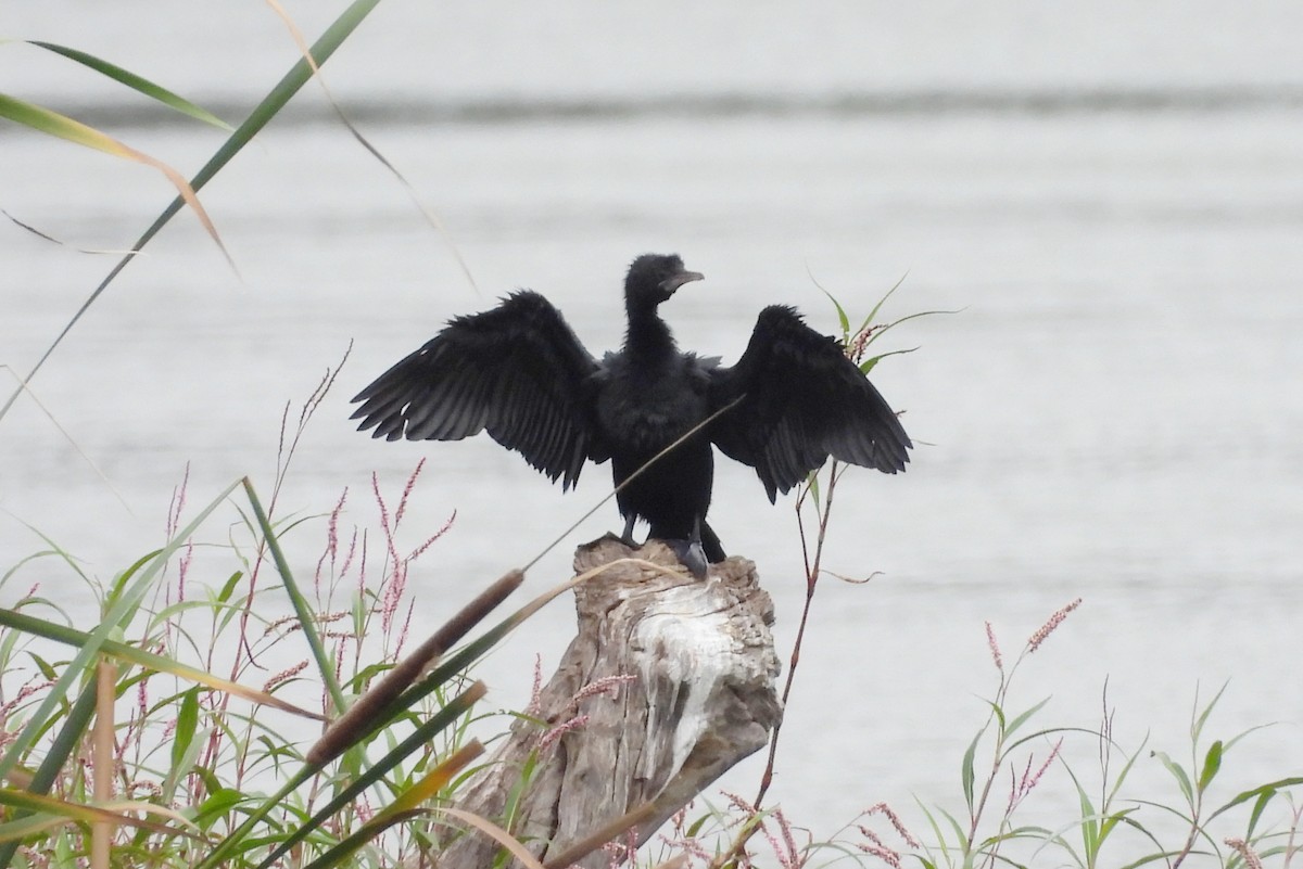 Little Cormorant - ML638782219