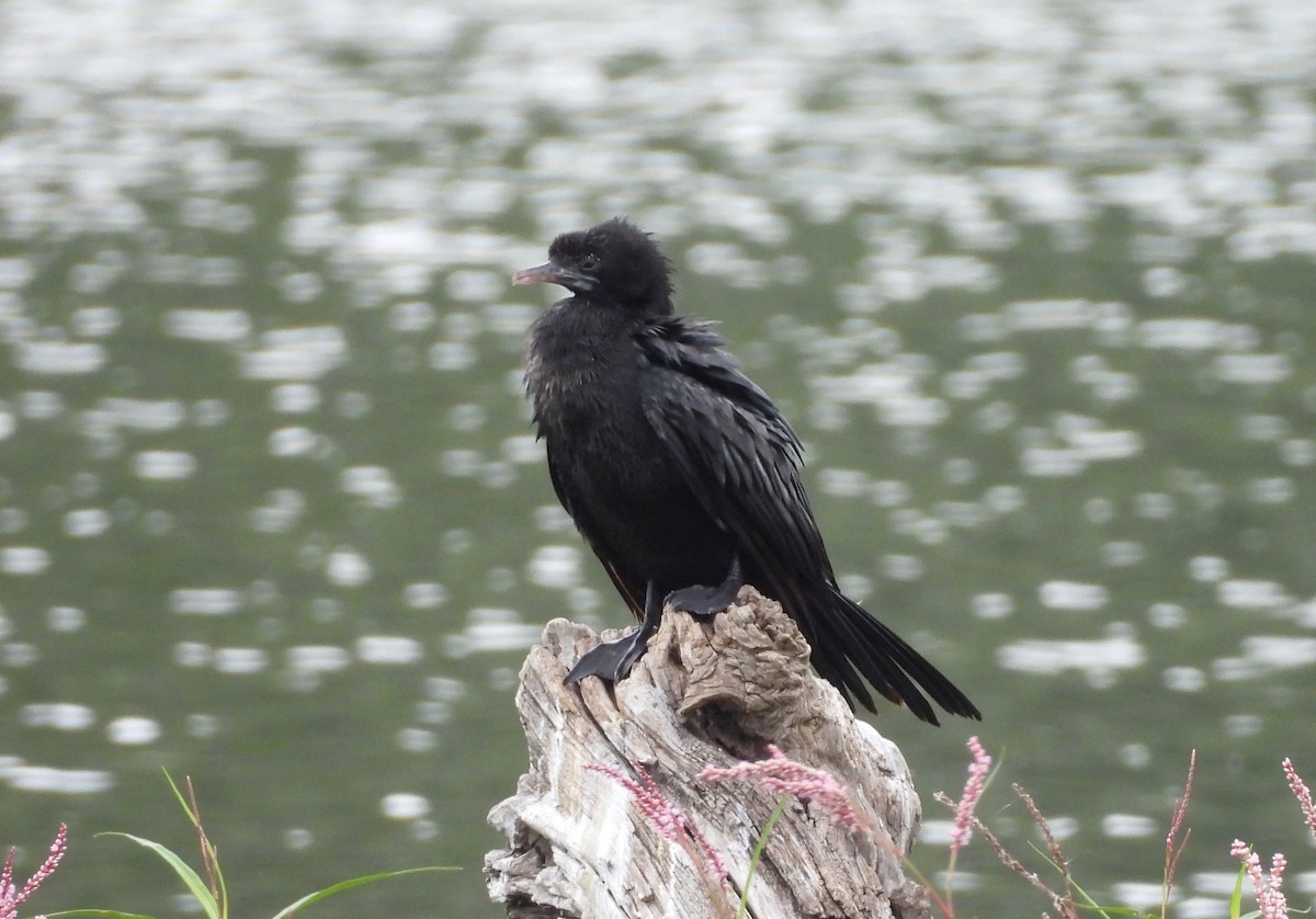 Little Cormorant - ML638782220