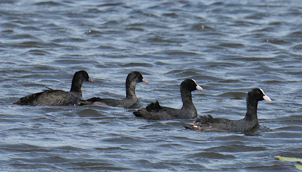 Eurasian Coot - ML638782222