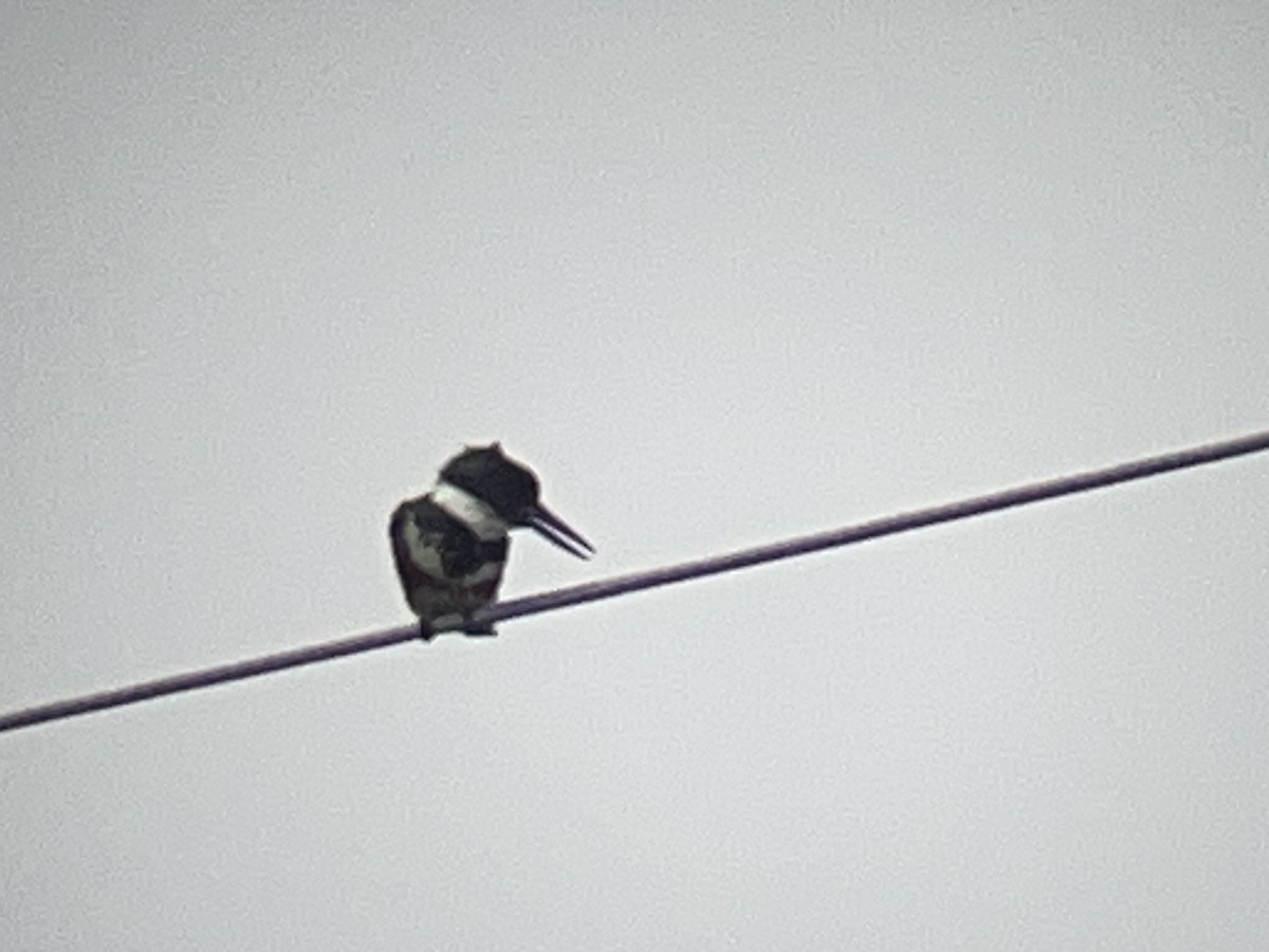 Belted Kingfisher - ML638782223