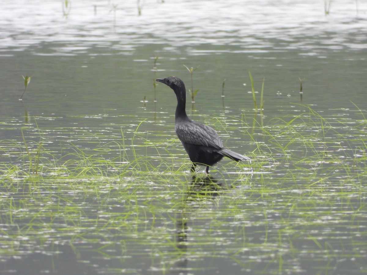 Little Cormorant - ML638782224