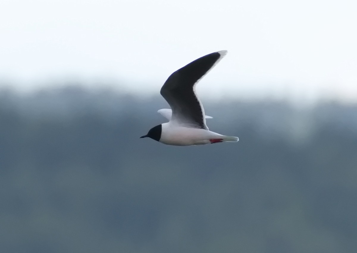 Little Gull - ML638782228