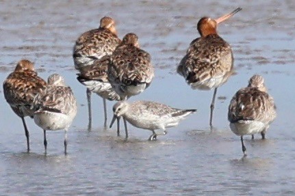 Red Knot - ML638782229