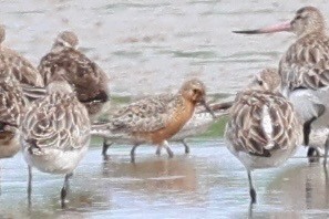 Red Knot - ML638782230