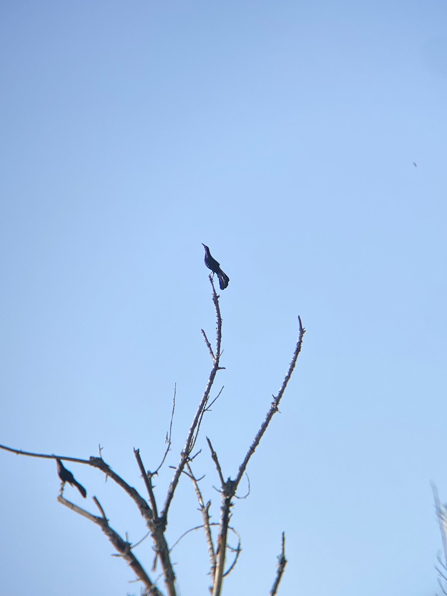 Great-tailed Grackle - ML638782260