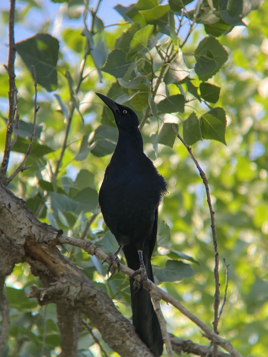 Great-tailed Grackle - ML638782263
