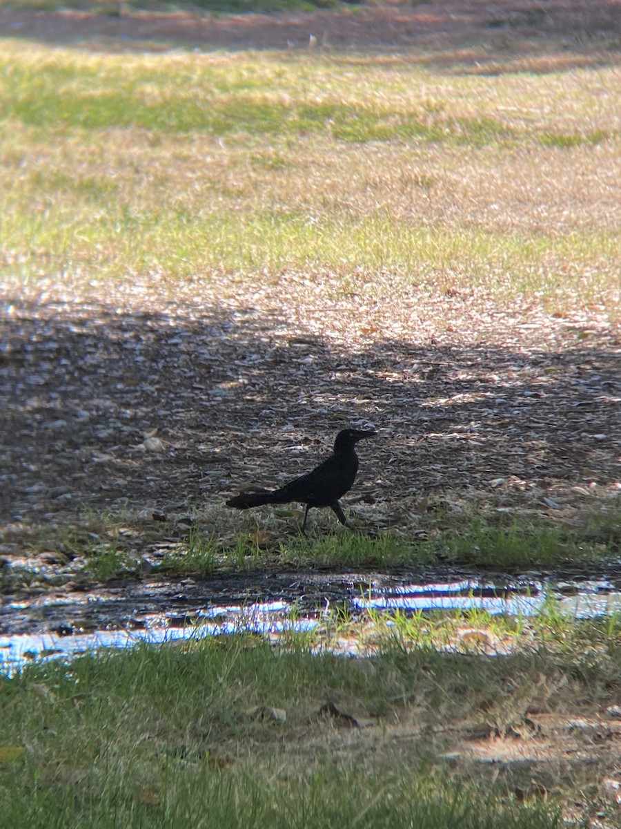 Great-tailed Grackle - ML638782264