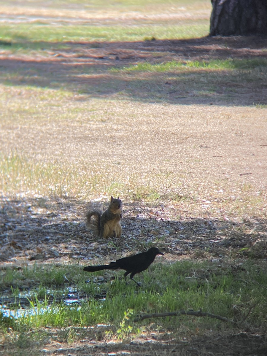 Great-tailed Grackle - ML638782265