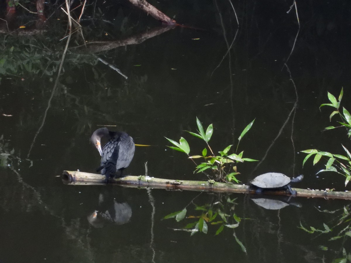 Neotropic Cormorant - ML638782267