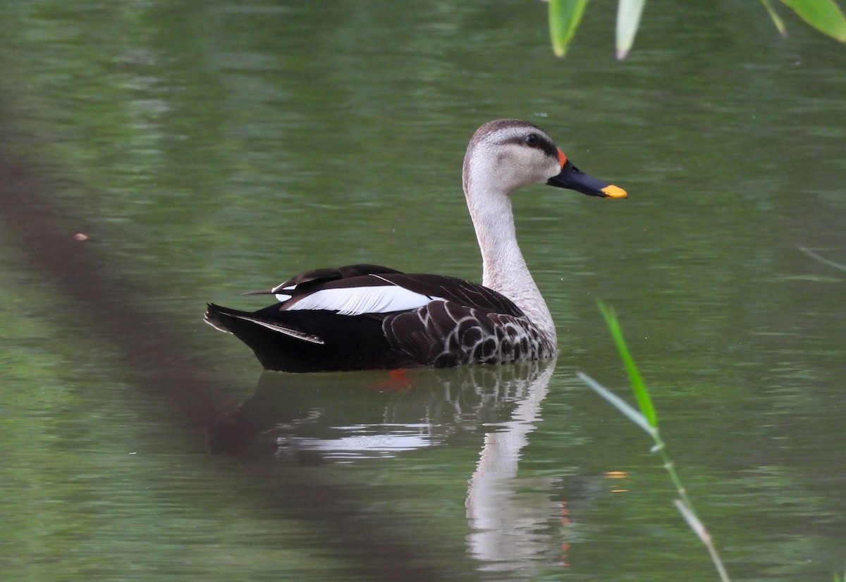 Indian Spot-billed Duck - ML638782268