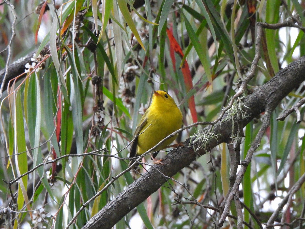 Wilson's Warbler - ML638782270