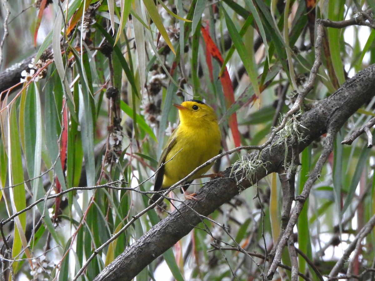 Wilson's Warbler - ML638782271