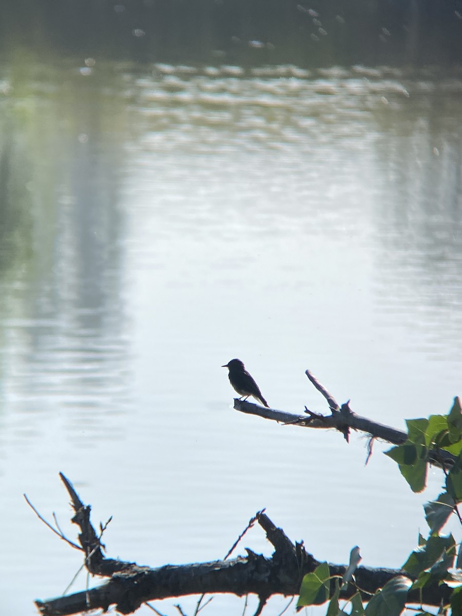 Black Phoebe - ML638782272