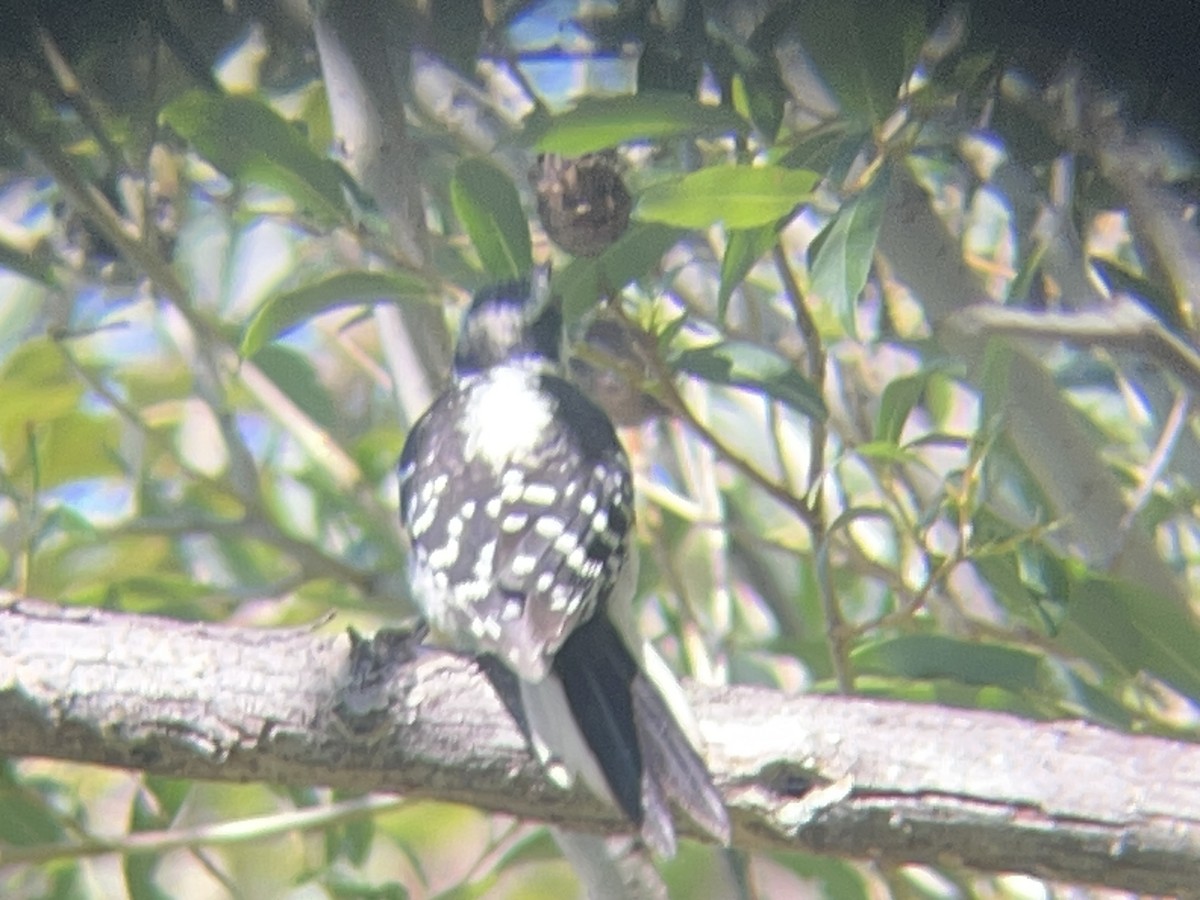 Downy Woodpecker - ML638782273