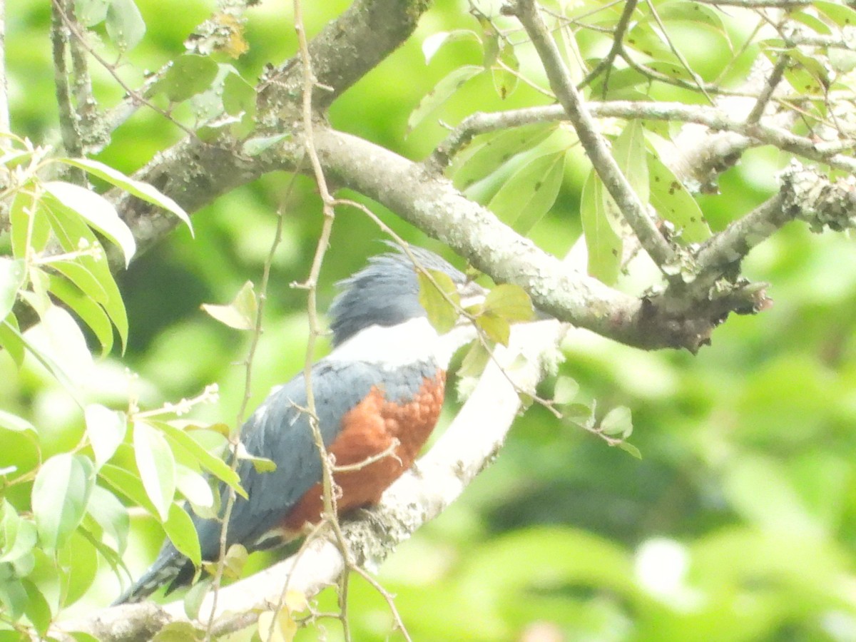Ringed Kingfisher - ML638782275