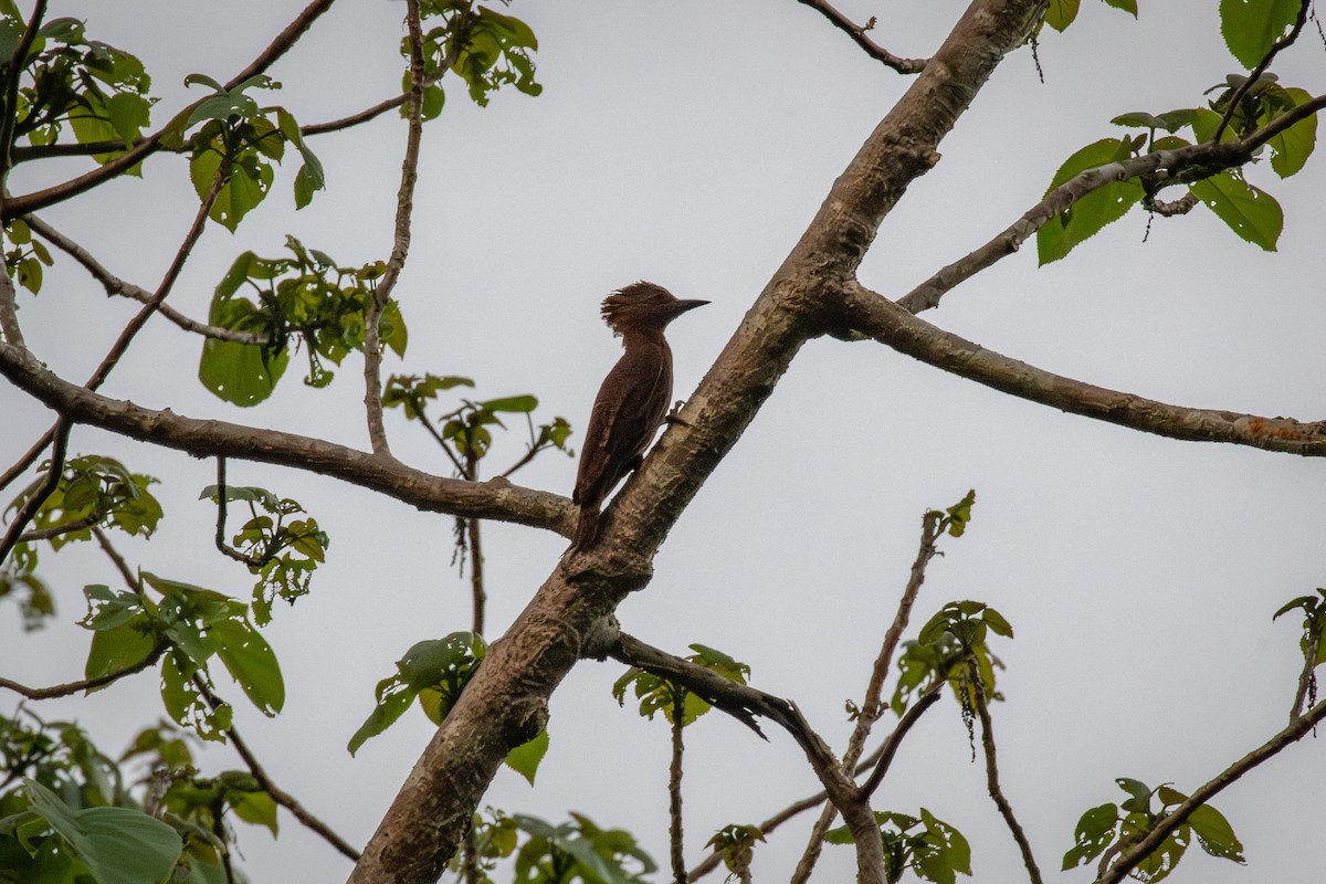 Rufous Woodpecker - ML638782276