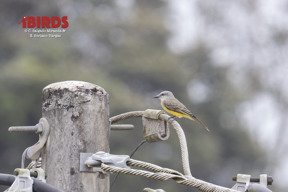 Tropical Kingbird - ML638782278