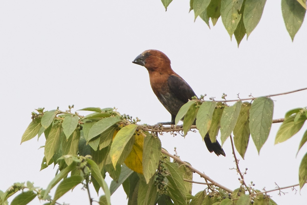 Grosbeak Weaver - ML638782279