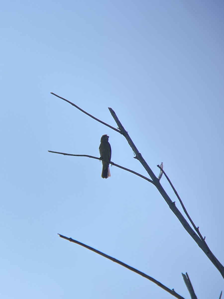 Blue Grosbeak - ML638782281
