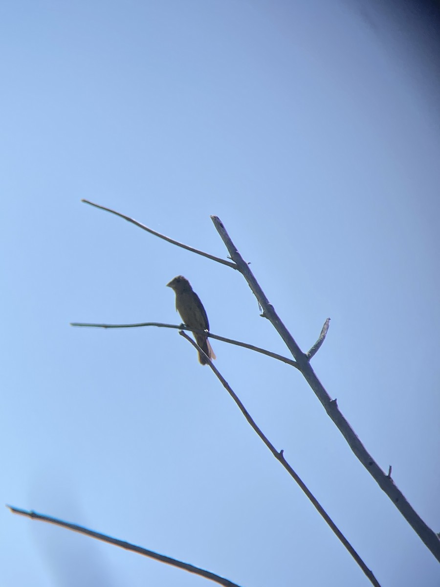 Blue Grosbeak - ML638782282