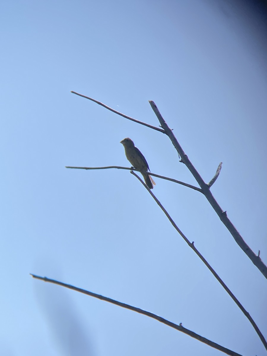 Blue Grosbeak - ML638782283