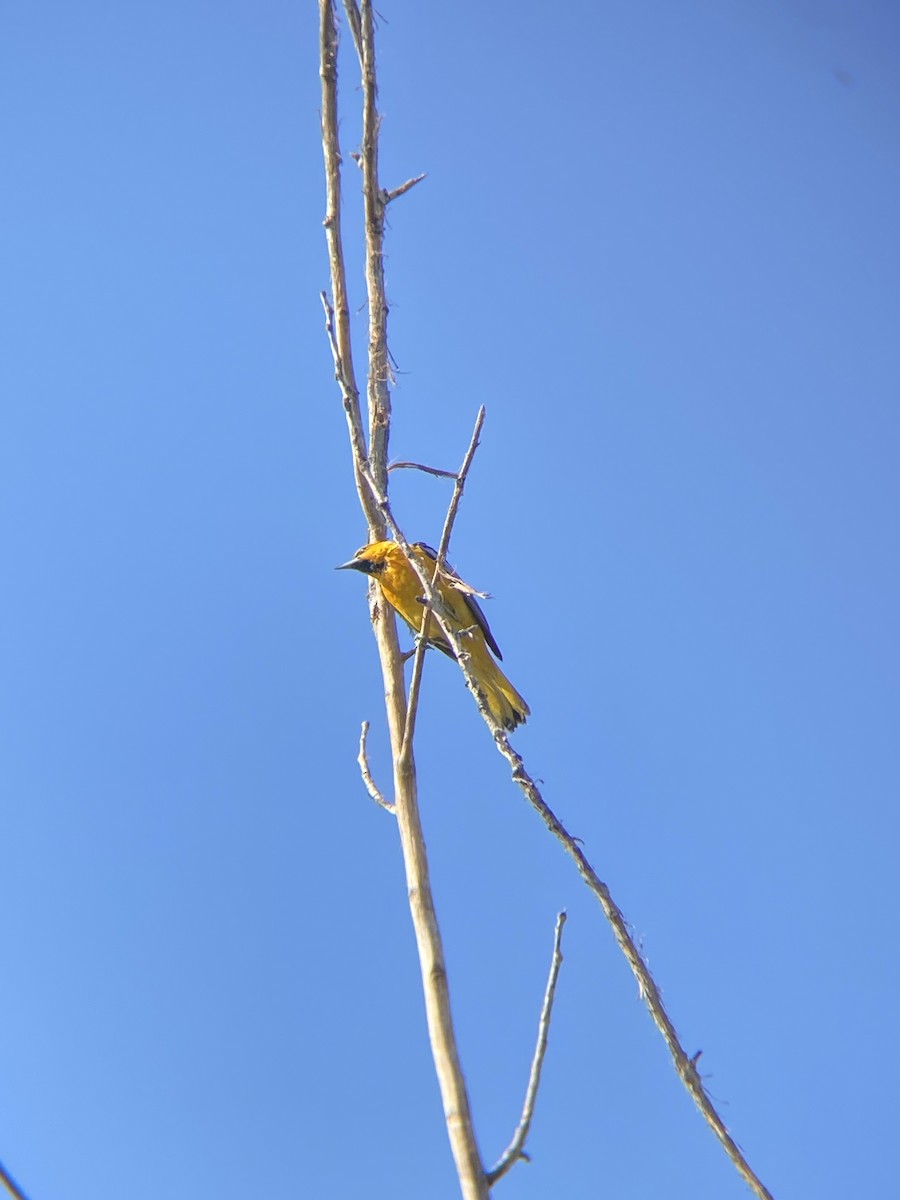 Bullock's Oriole - ML638782285