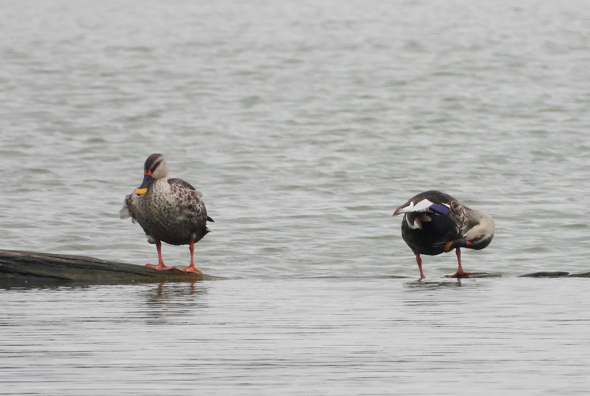 Indian Spot-billed Duck - ML638782286