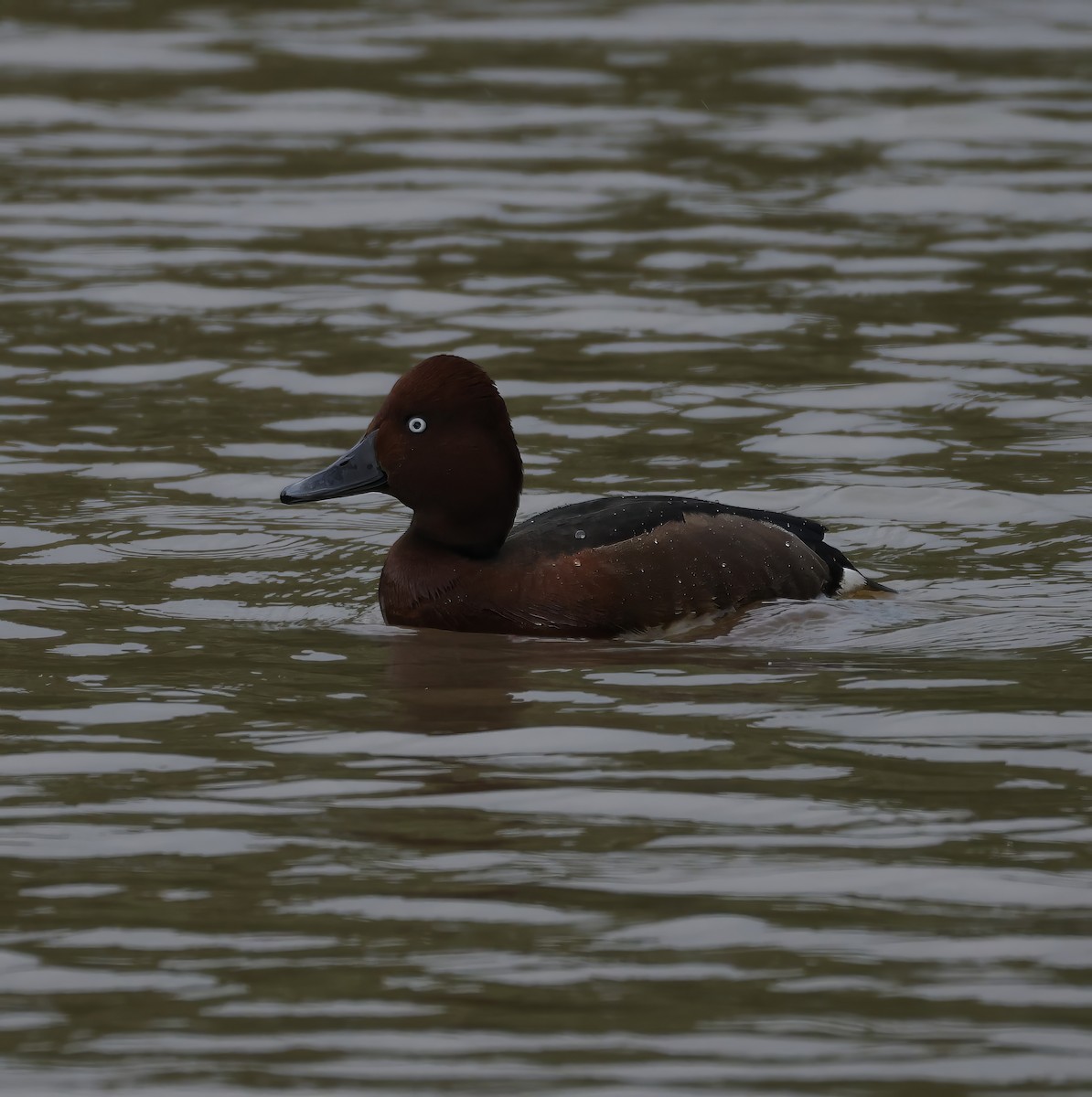 Ferruginous Duck - ML638782287