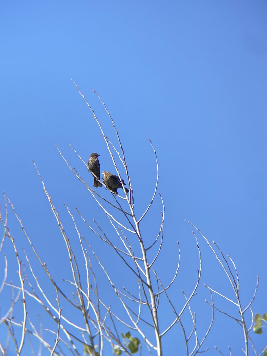 Red-winged Blackbird - ML638782288