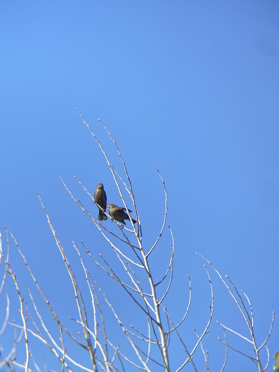Red-winged Blackbird - ML638782289