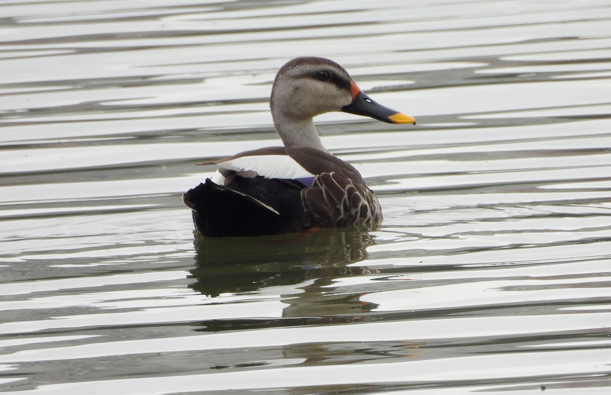 Indian Spot-billed Duck - ML638782290