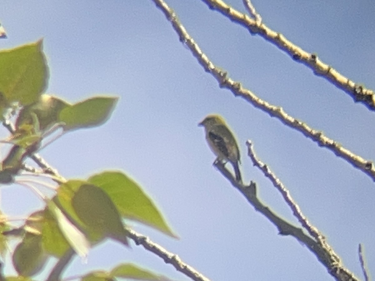 American Goldfinch - ML638782293