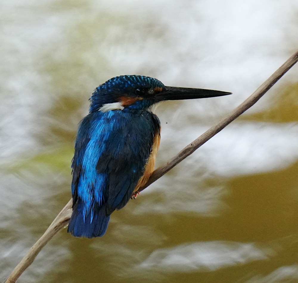 Common Kingfisher - ML638782306