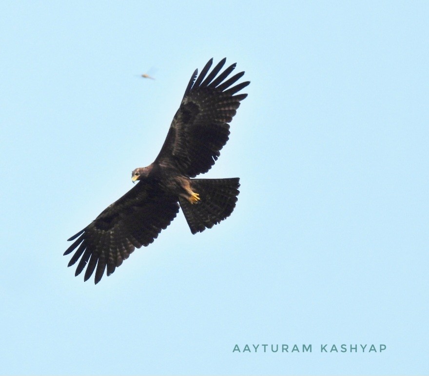 Black Eagle - ML638782324