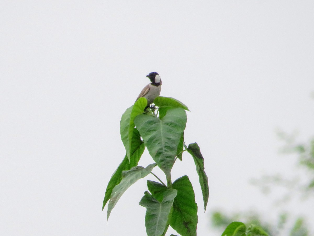 White-eared Bulbul - ML638782337