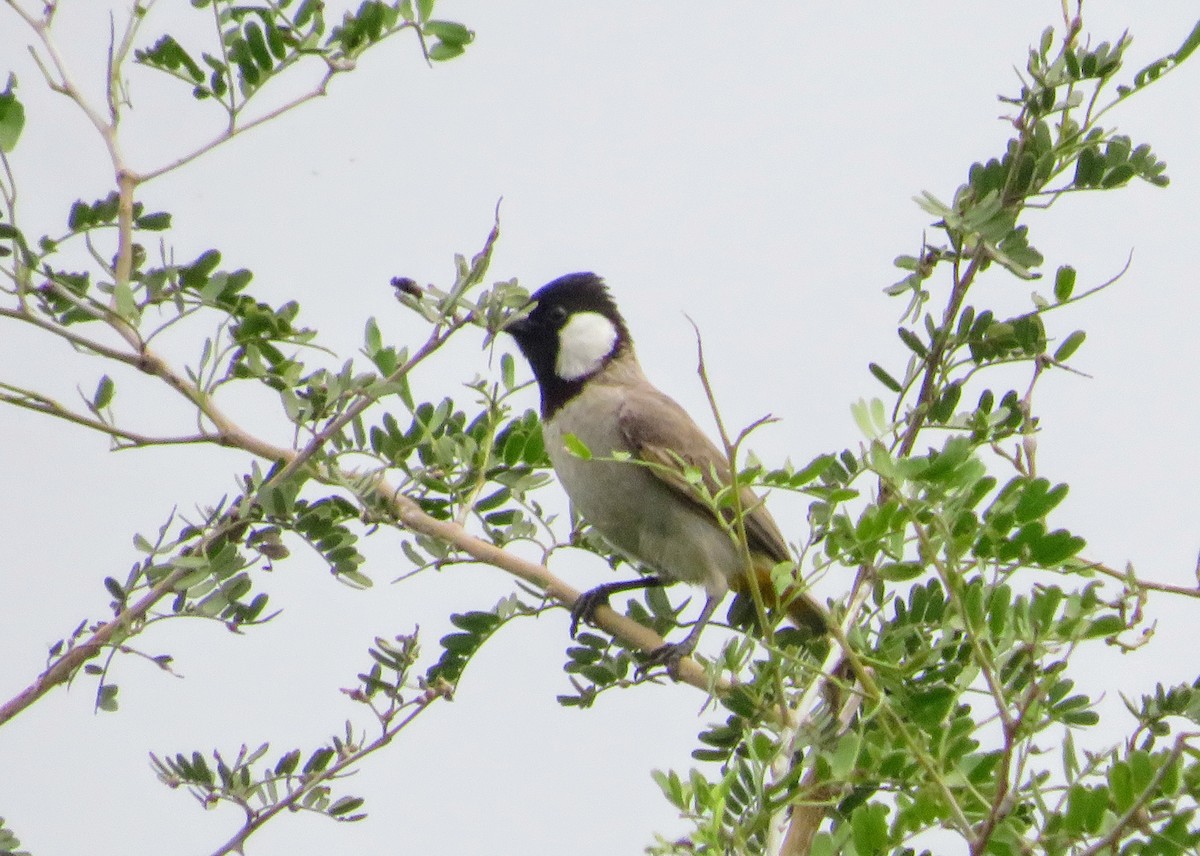White-eared Bulbul - ML638782338