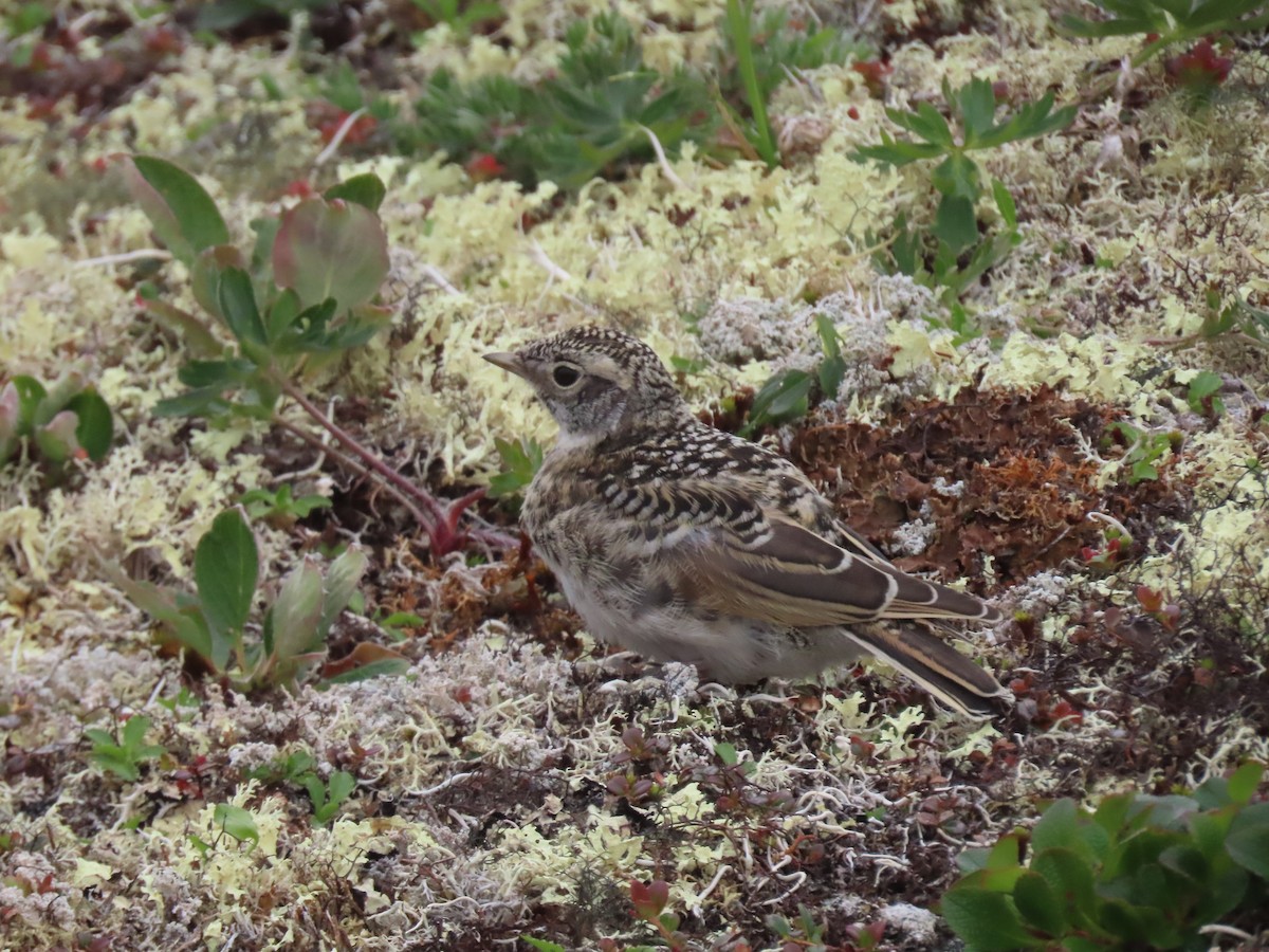 Horned Lark - ML638782350