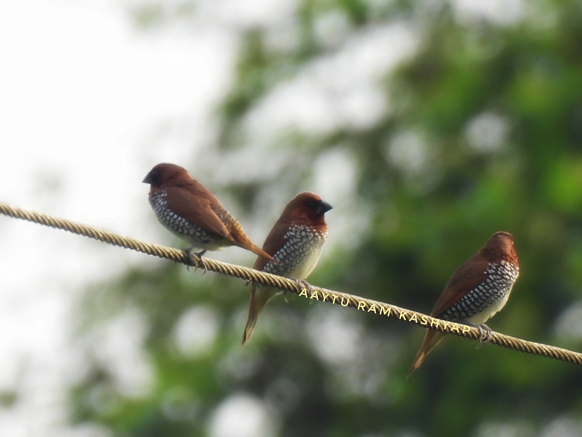 Scaly-breasted Munia - ML638782351