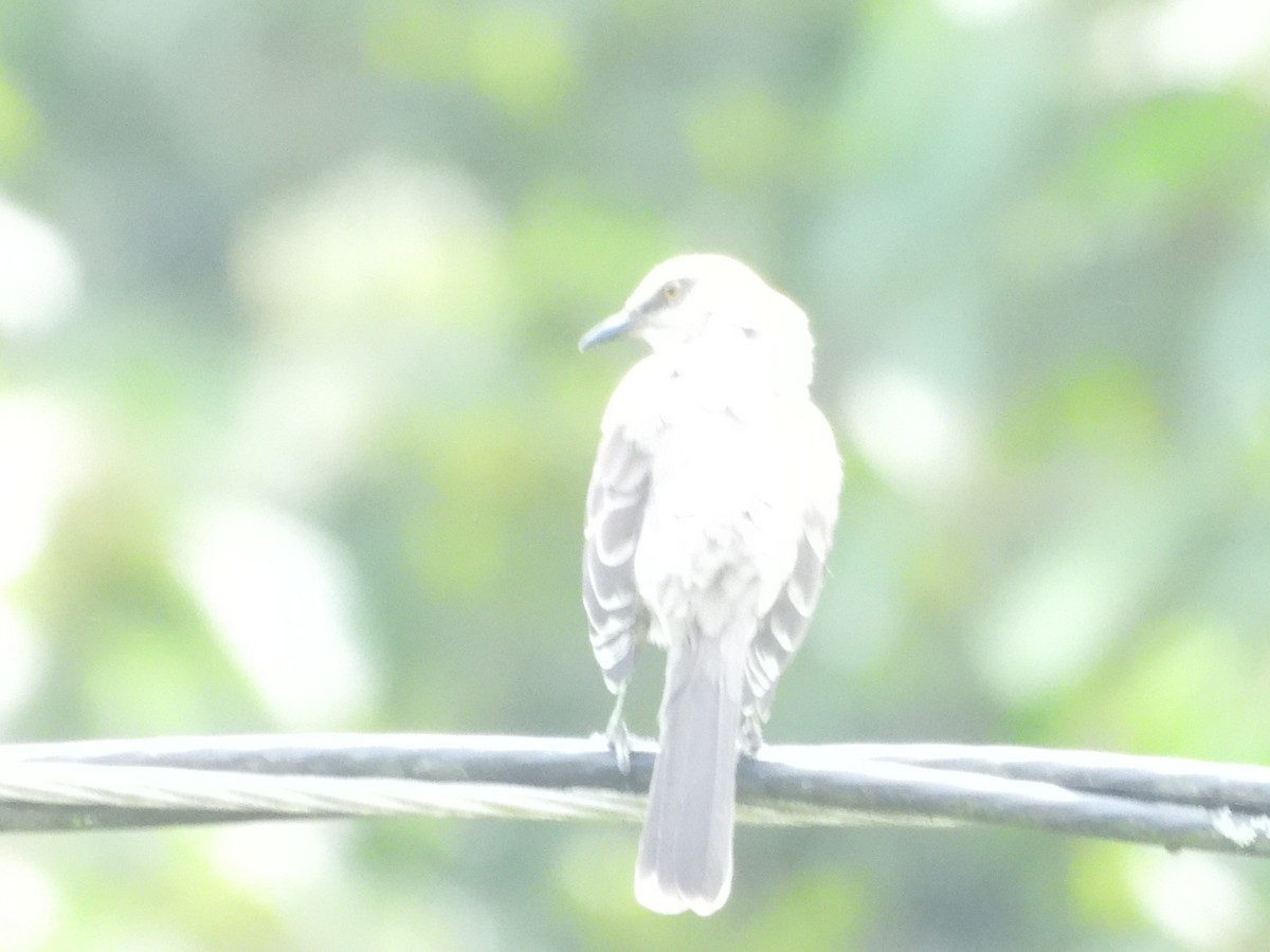 Tropical Mockingbird - ML638782353
