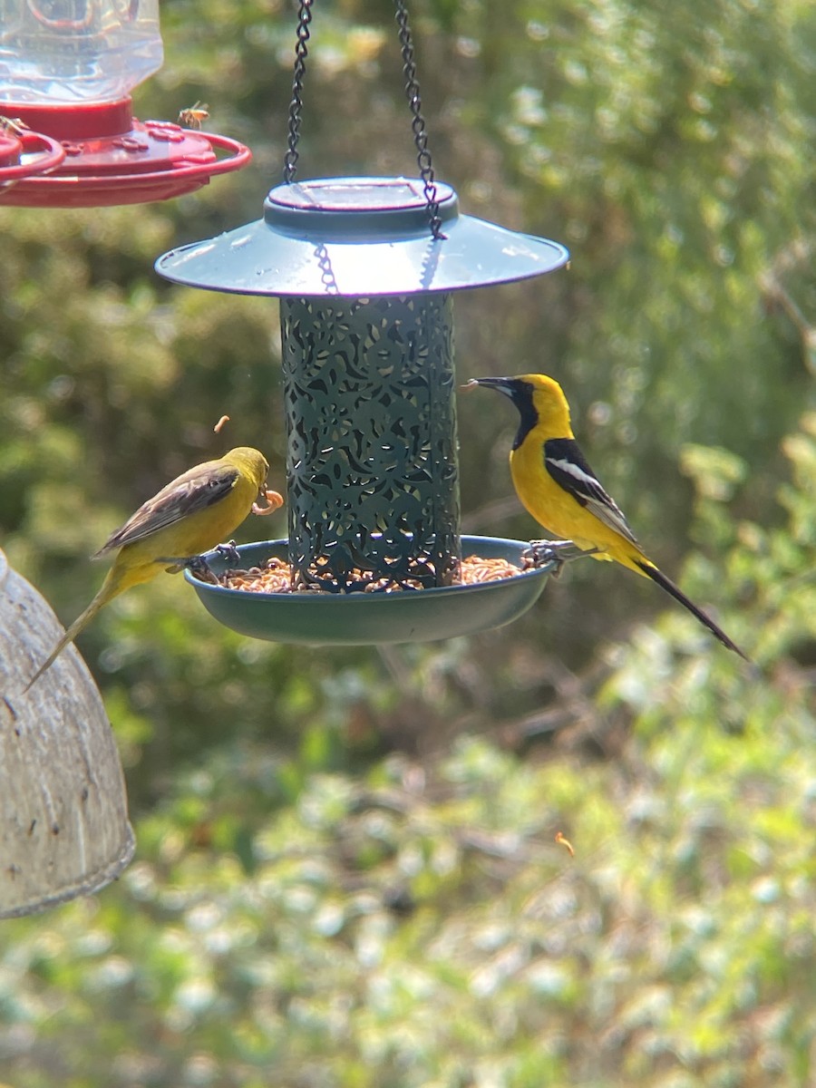 Hooded Oriole - ML638782354