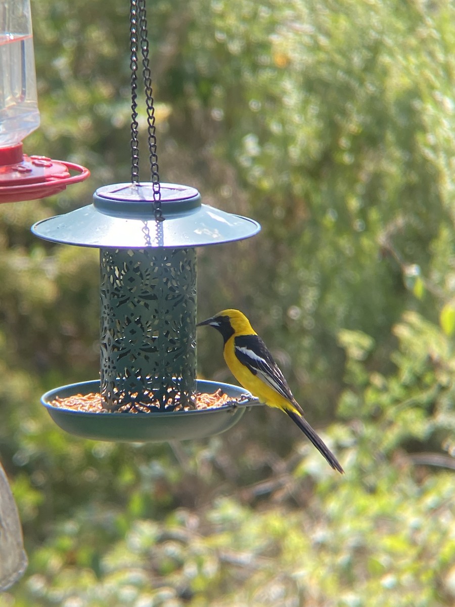Hooded Oriole - ML638782355
