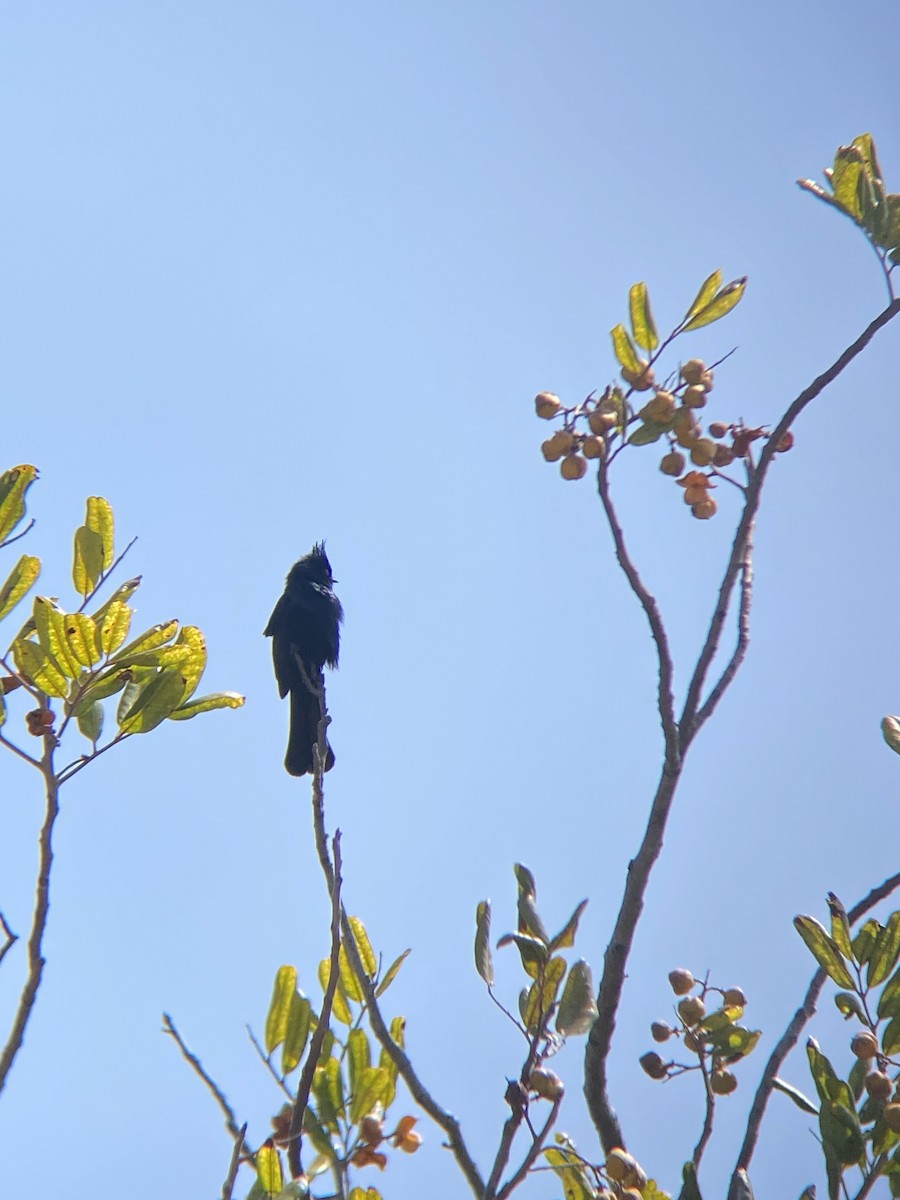 Phainopepla - ML638782357